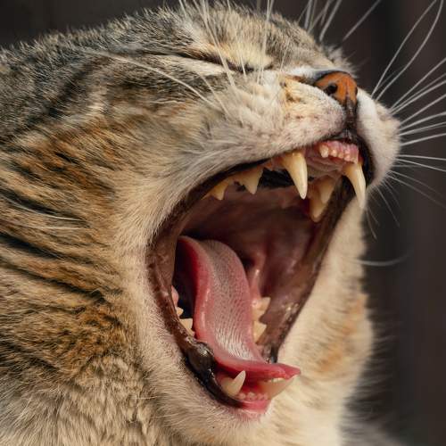 Photo #8661240