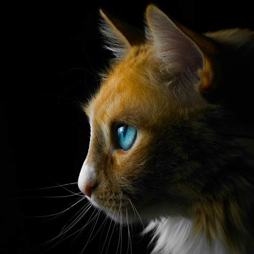 Photo #8661436