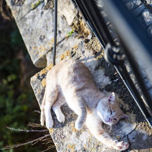 Photo #8661705