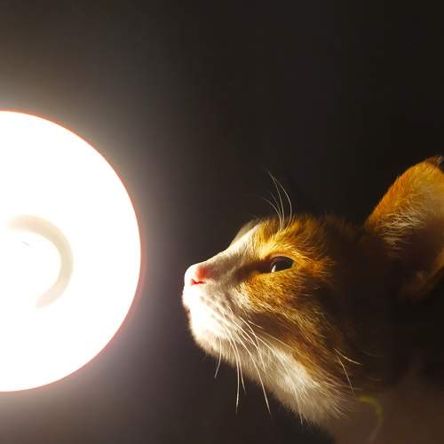 Photo #8662189