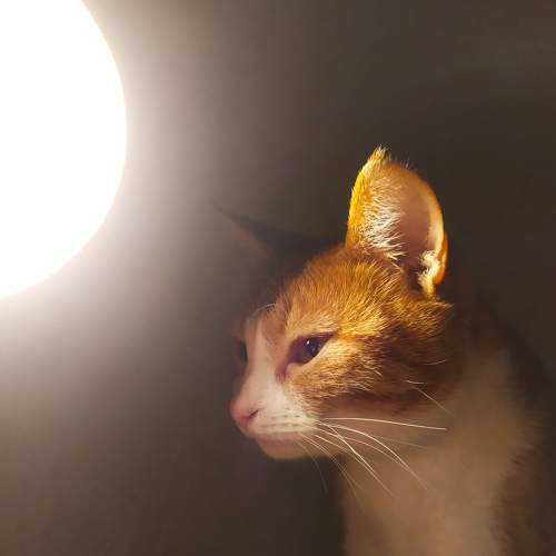 Photo #8662190