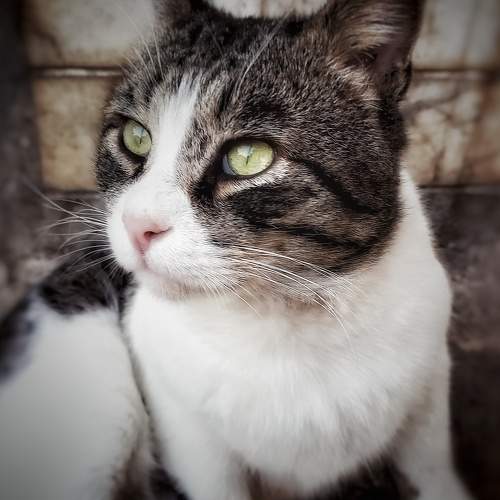 Photo #8662255