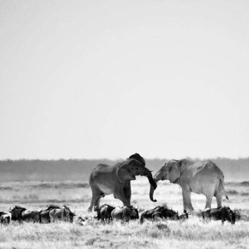 Photo #8662440