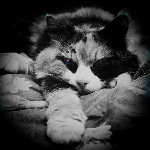 Photo #8662948