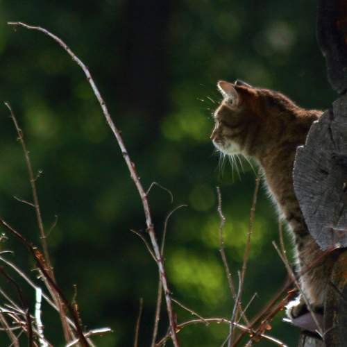 Photo #8662993