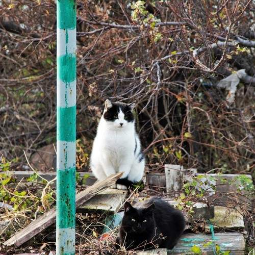 Photo #8663484
