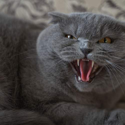 Photo #8663510