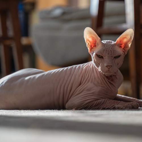 Photo #8663521