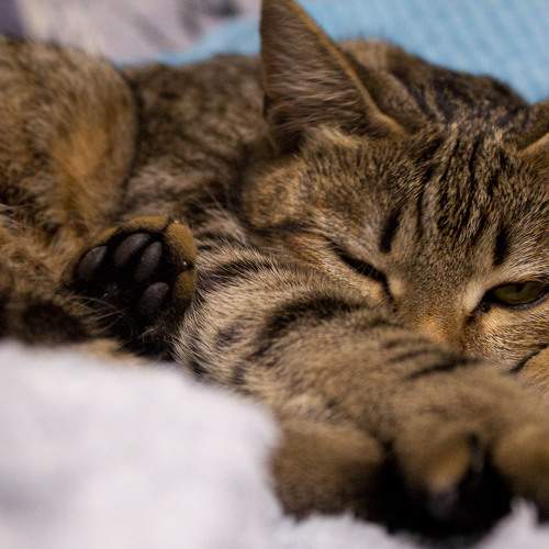 Photo #8663890