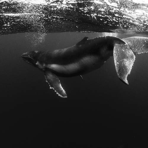 Dancing baby humpback whale