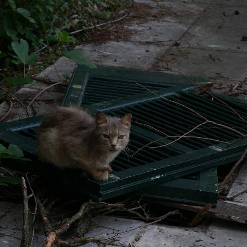 Photo #8664179