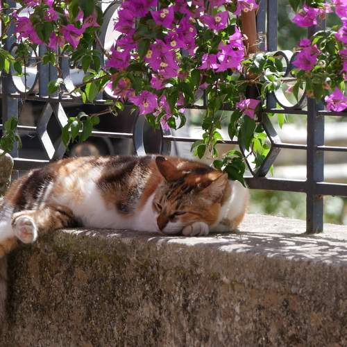 Photo #8664191