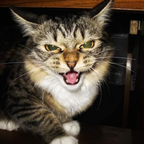 Photo #8664248