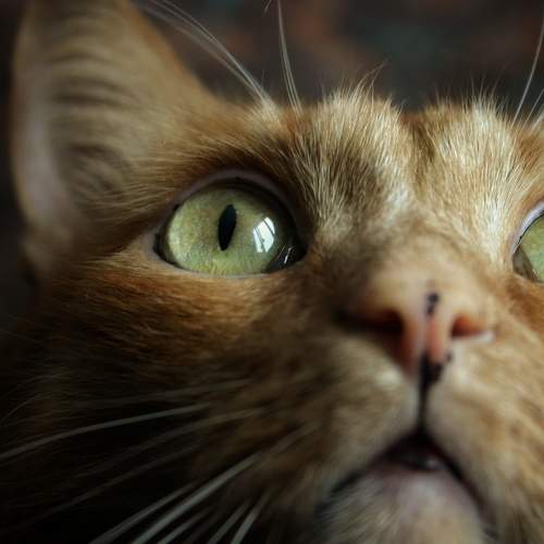 Photo #8664285