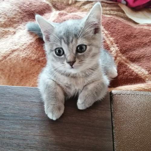Photo #8664525
