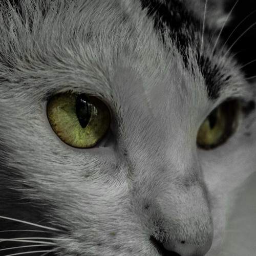Photo #8665199