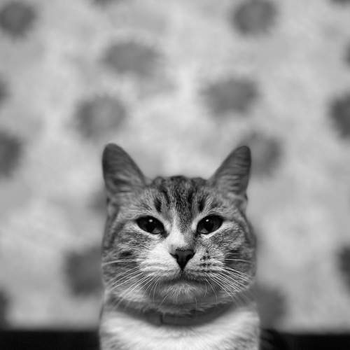 Mrs. Fluffy