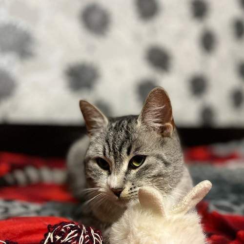 Photo #8665443