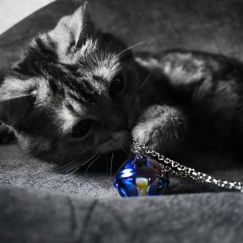 Photo #8665574