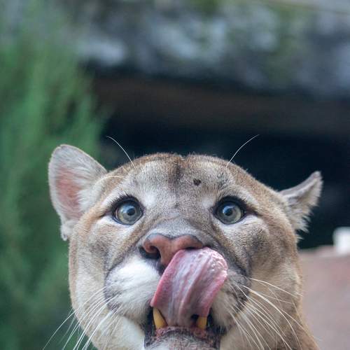 Photo #8665595
