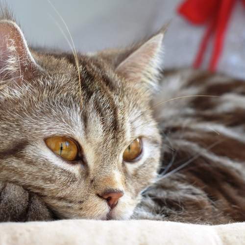 Photo #8665602