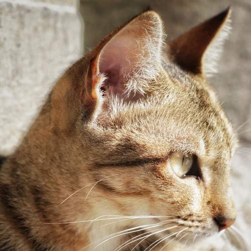 Photo #8665626