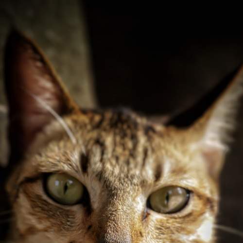 Photo #8665627