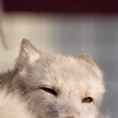 Photo #8665630