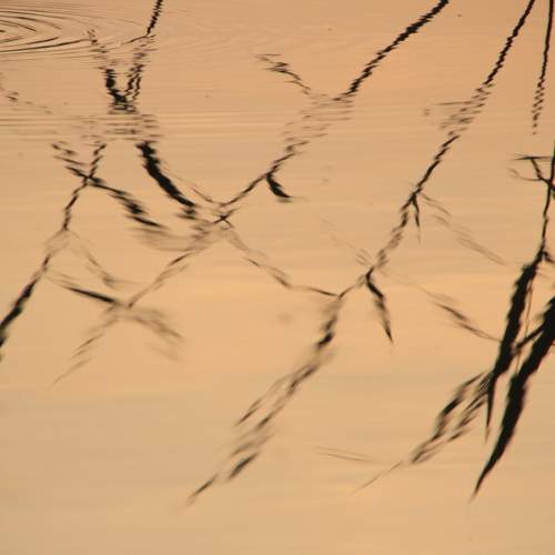 Photo #8666590