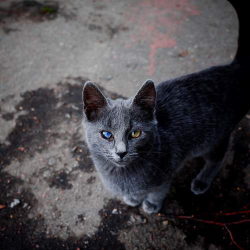 Photo #8667010