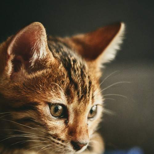 Bengal cat
