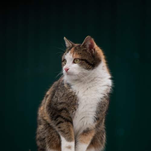 Photo #8667957