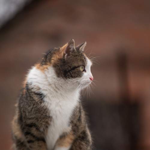 Photo #8667958