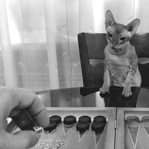 Photo #8668447