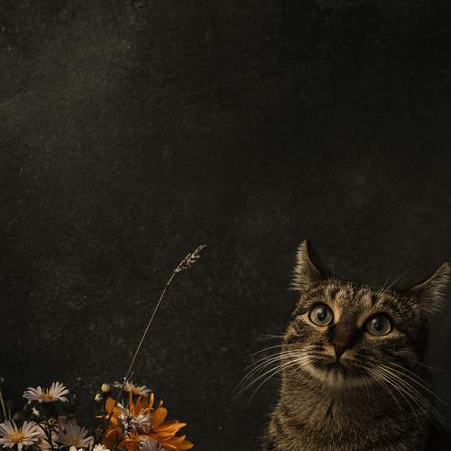 Photo #8668501