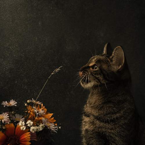Photo #8668502