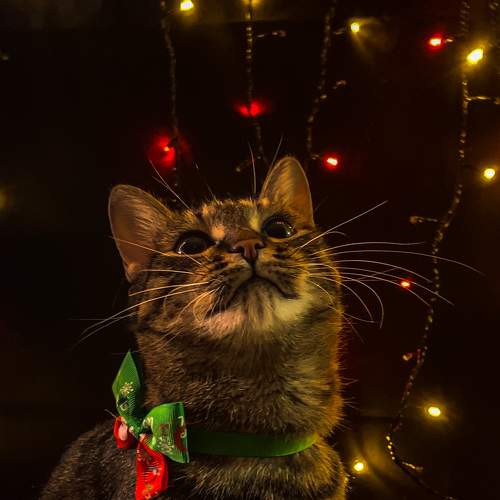 Photo #8668503