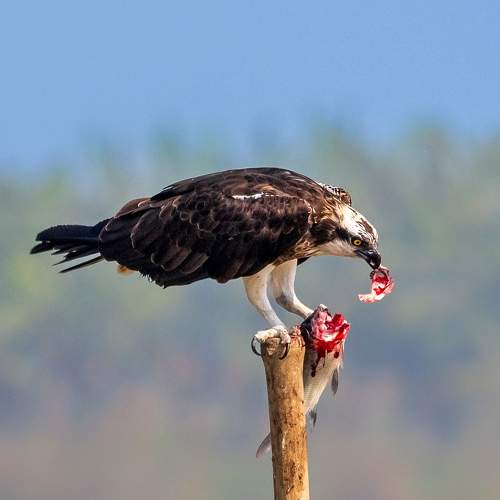 The deadly predator..