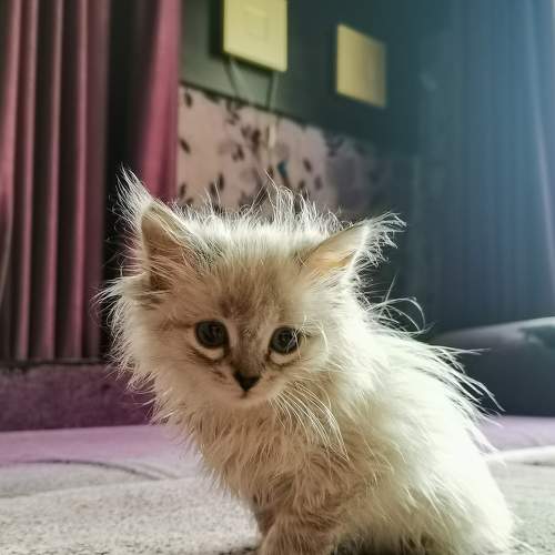 Photo #8668652
