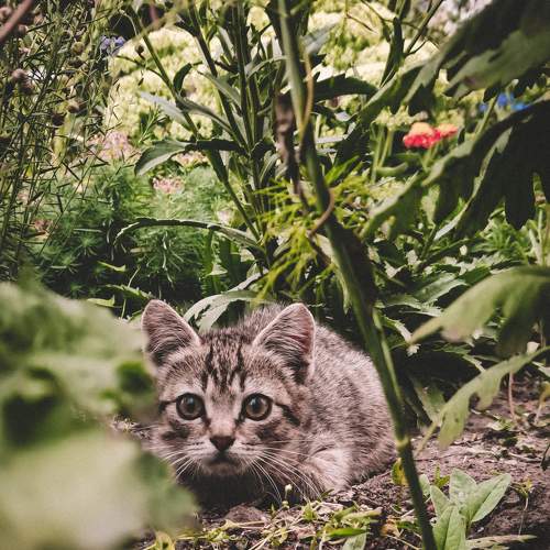 Photo #8668670