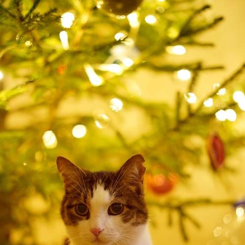 Новогодний котик