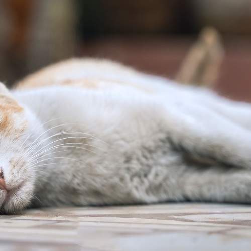 Photo #8669881