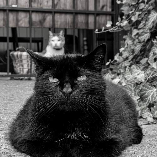 Photo #8670097