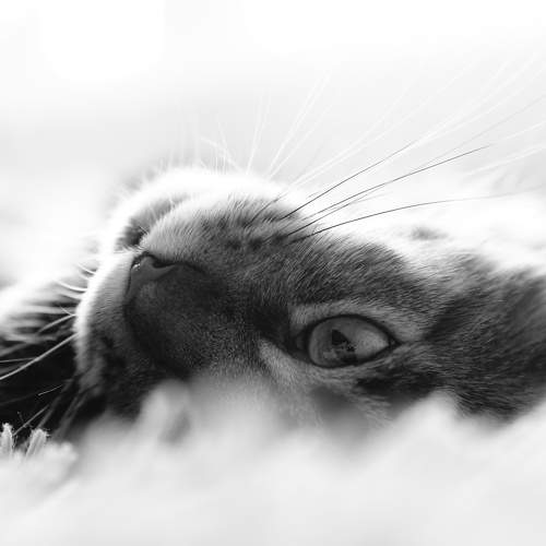 Photo #8670426