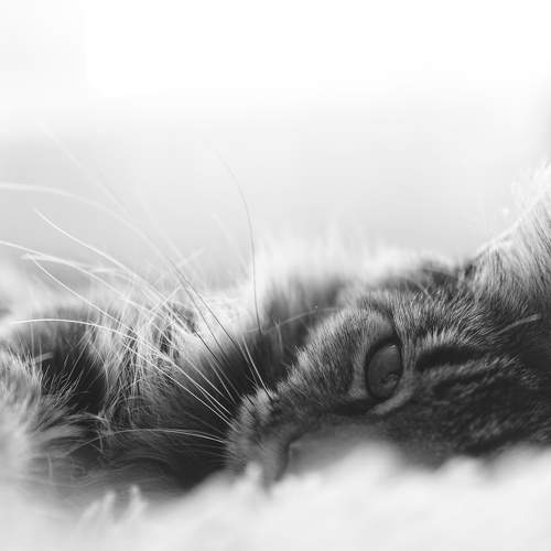 Photo #8670511