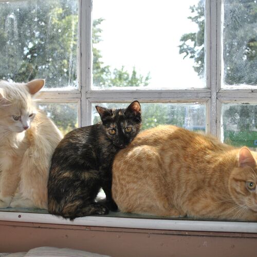 Photo #8670796