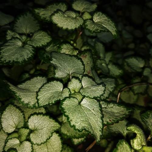 Photo #8671587