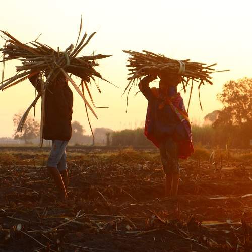 Tribal Sugarcane harvester and sugarcane  migrant is part of daily work