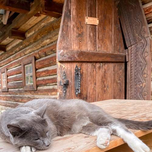 Guard cat