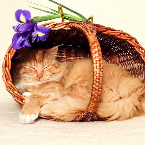 Photo #8673819